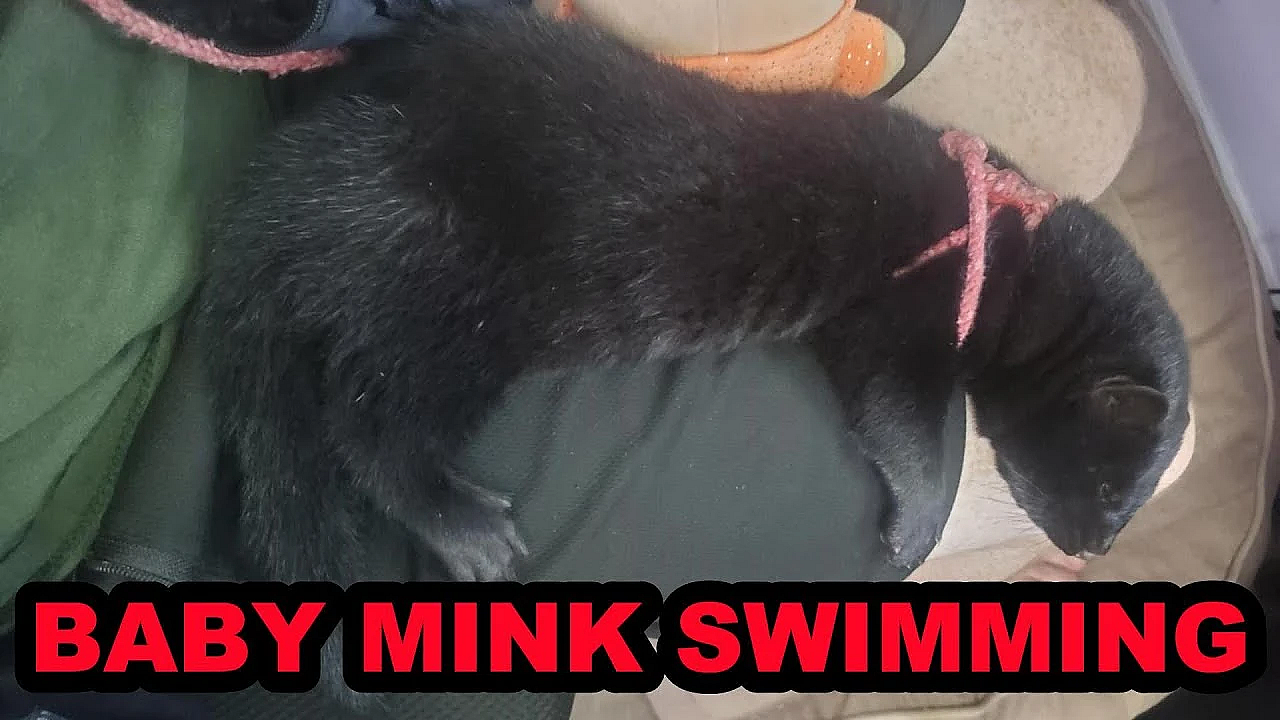 Spark Swimming In The Pond At Almost 9 Weeks Old