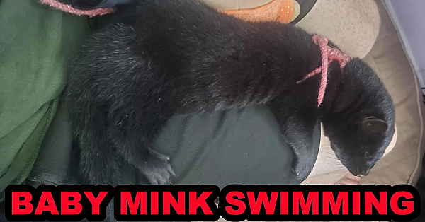 Spark Swimming In The Pond At Almost 9 Weeks Old