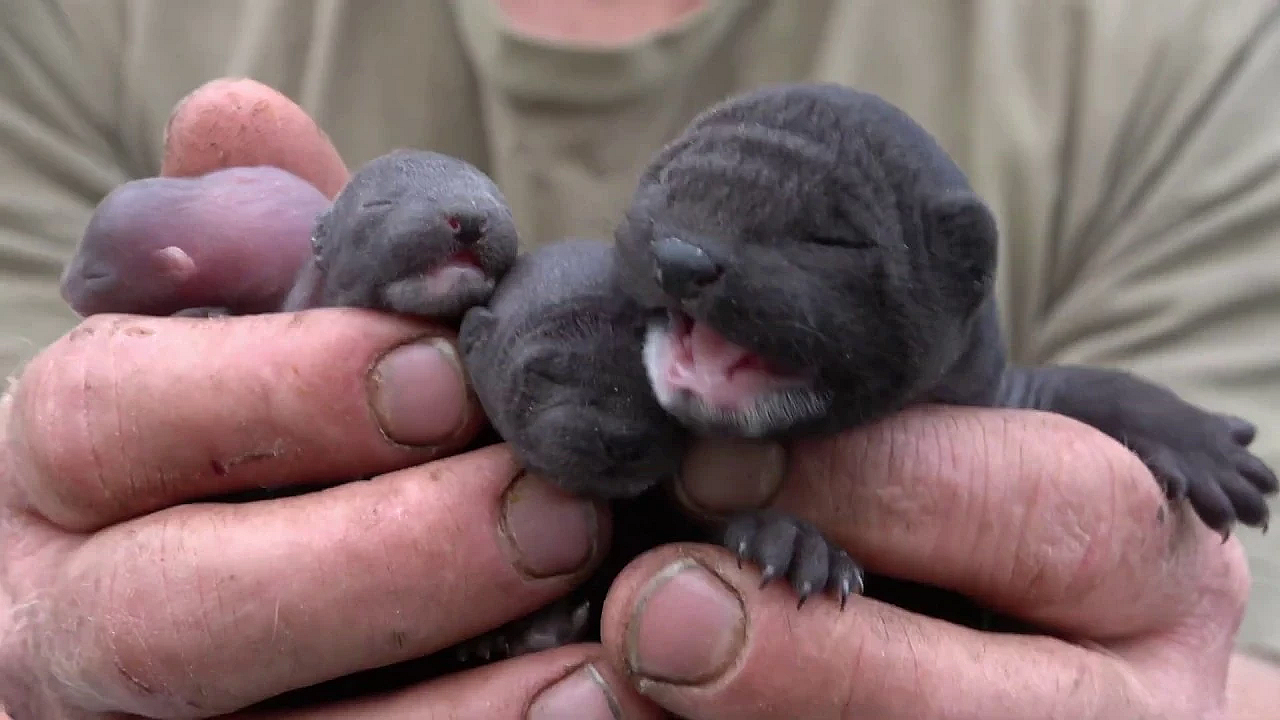 Puppy And Baby Mink Updates!