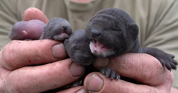 Puppy And Baby Mink Updates!