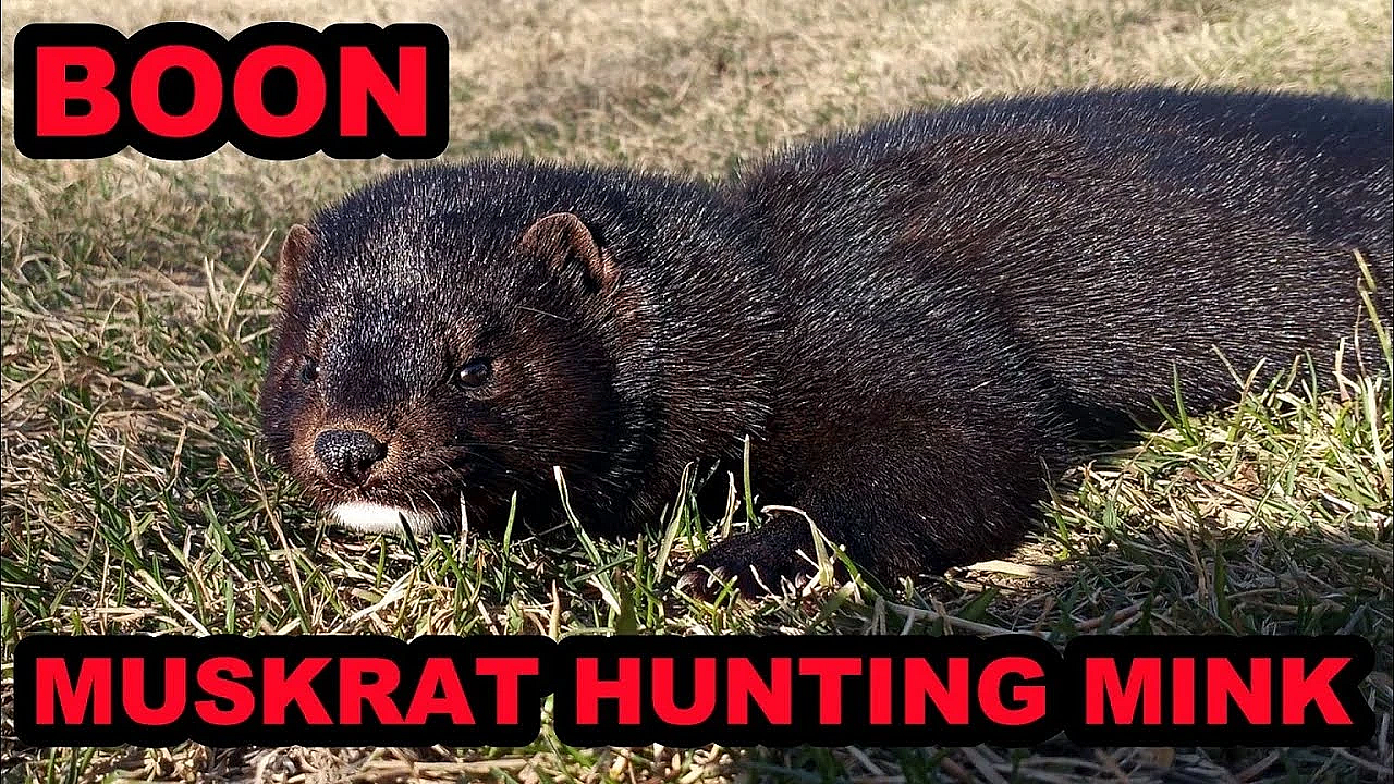 Muskrat Hunting In Its Purest Form