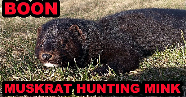 Muskrat Hunting In Its Purest Form