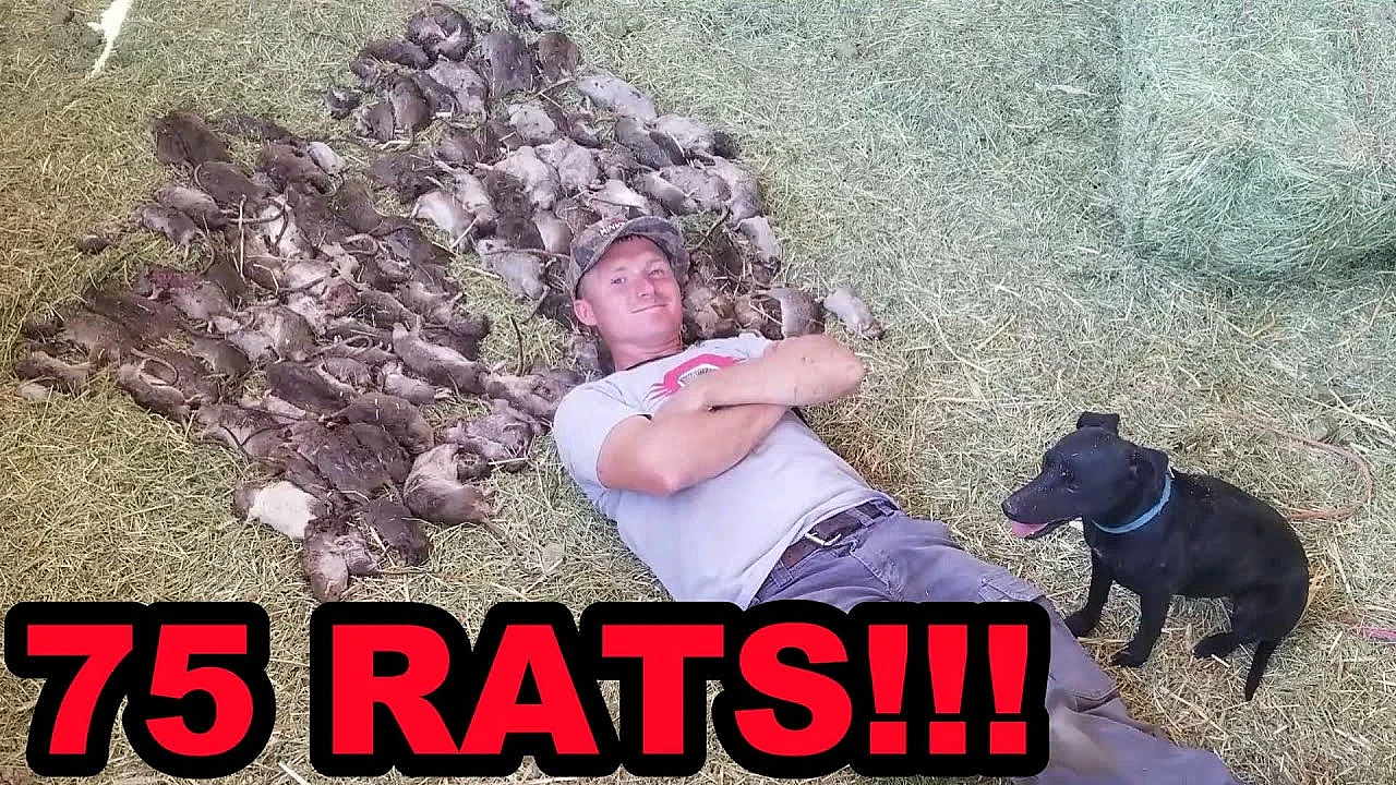 Mink And Dogs Destroy 75 Rats!!!!