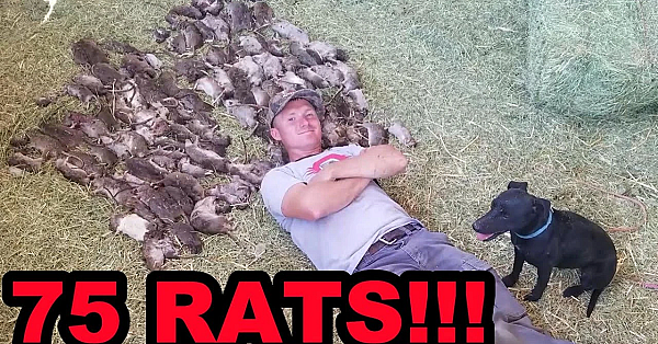 Mink And Dogs Destroy 75 Rats!!!!