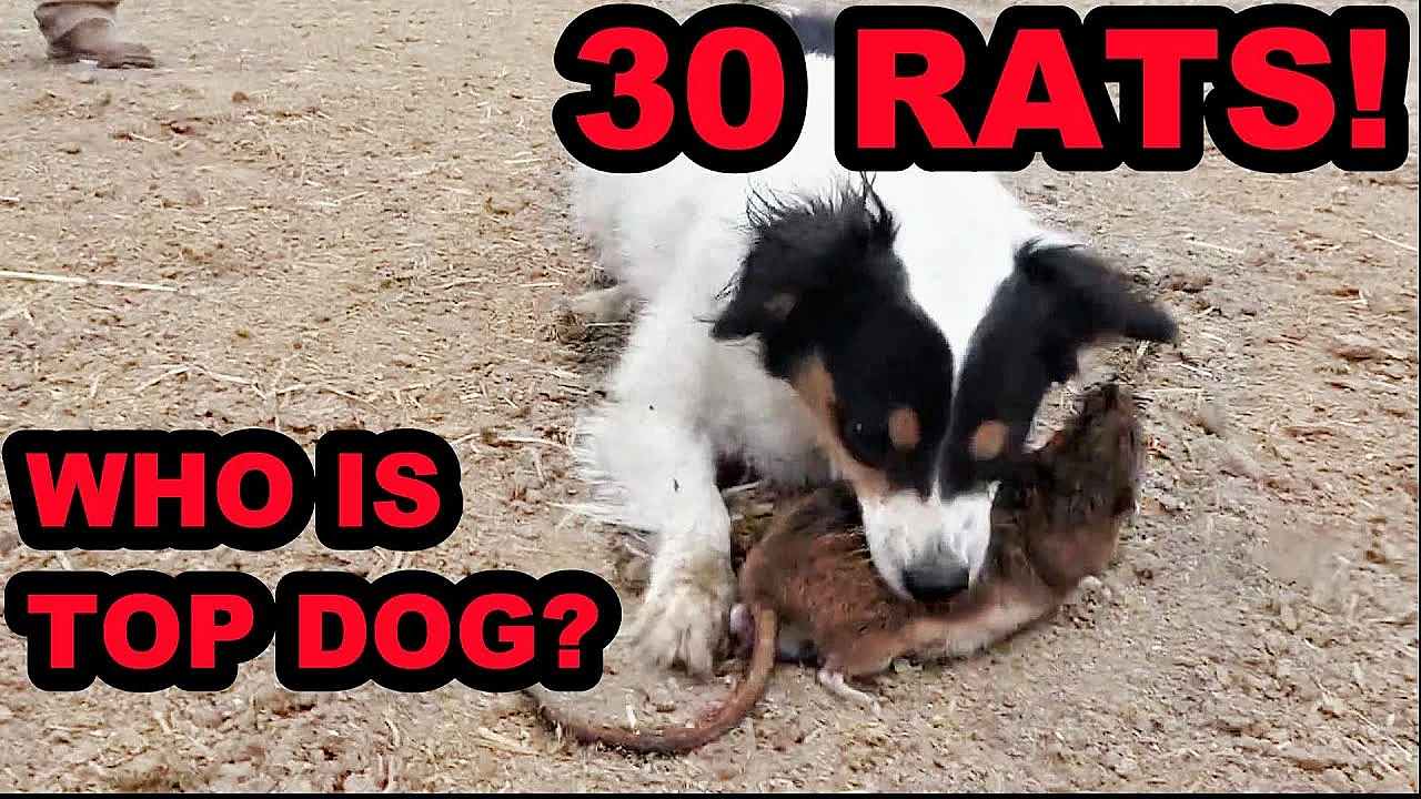 Mink And Dogs Destroy 30 Rats!!!