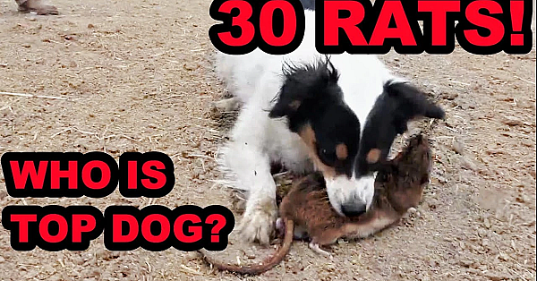 Mink And Dogs Destroy 30 Rats!!!