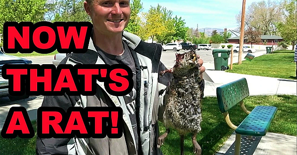 Boon's Incredible Underwater Muskrat!