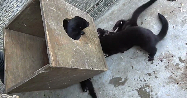 New Baby Mink On Minkland!