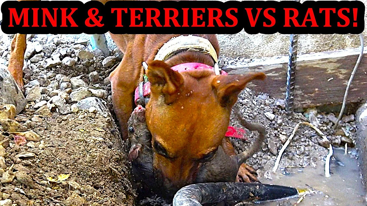 152 Rats Come Pouring Out To Waiting Mink And Dogs!