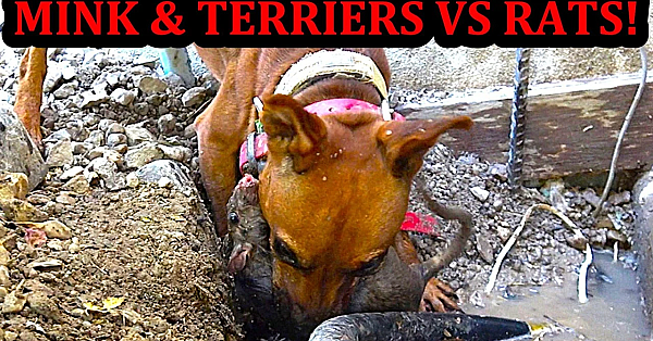 152 Rats Come Pouring Out To Waiting Mink And Dogs!