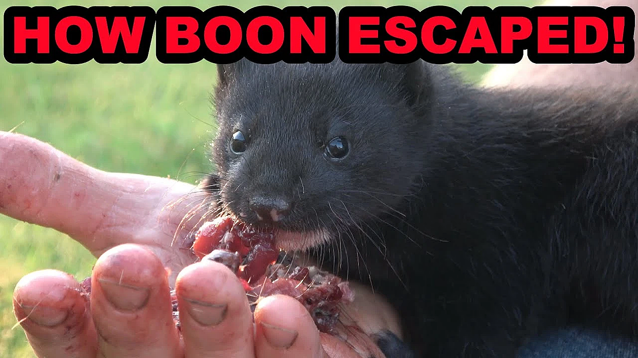 We Found Out How Boon Escaped! Plus Minkland Tour.
