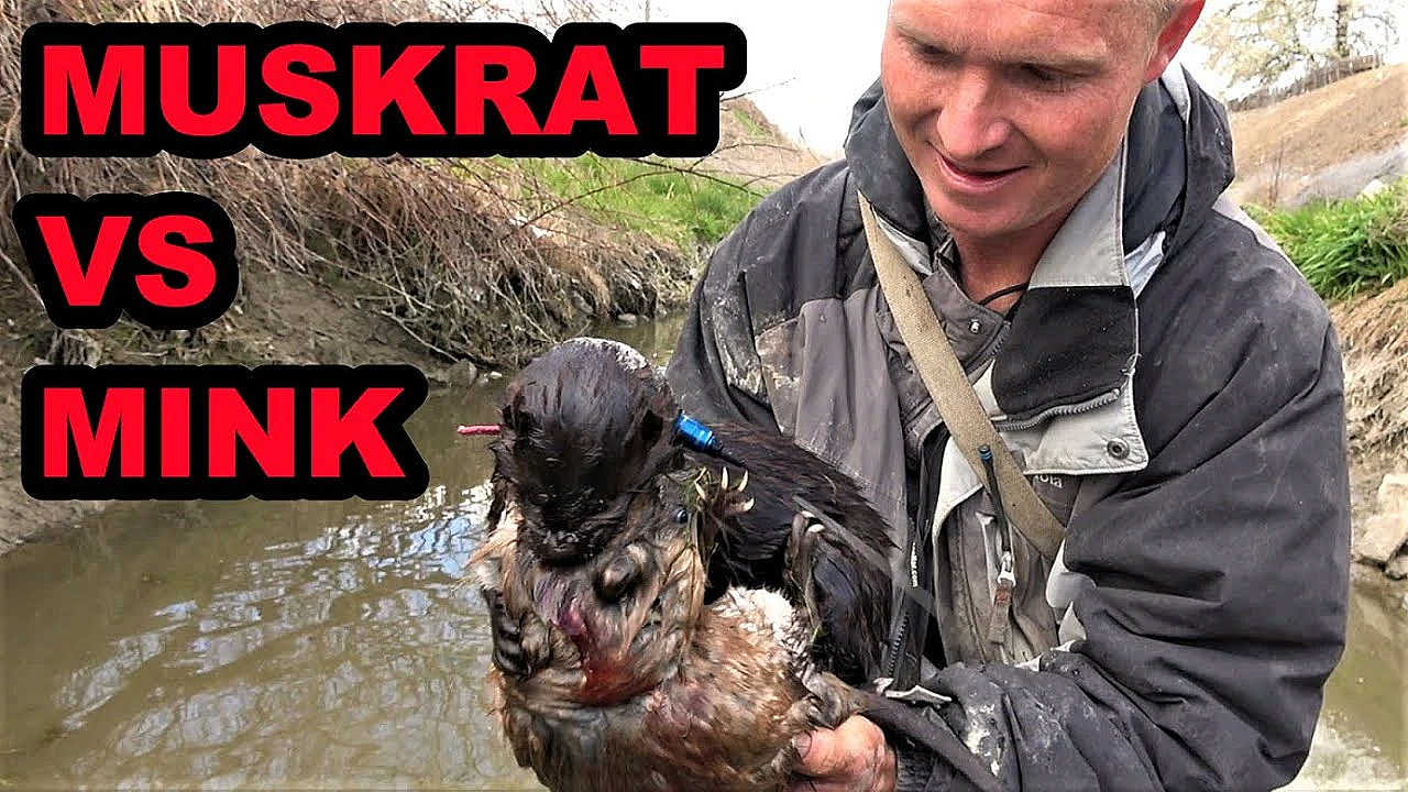 Boon Catches Muskrat In Deep Green Canal
