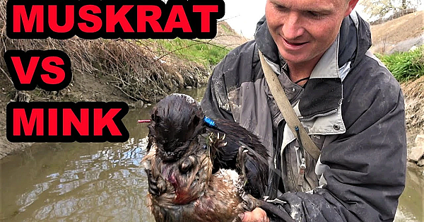Boon Catches Muskrat In Deep Green Canal