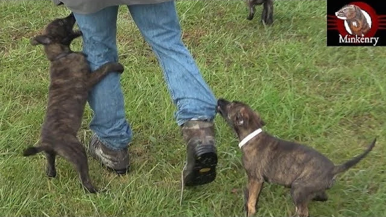 Minkenry Dog Test. I Was Attacked!!!!