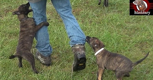 Minkenry Dog Test. I Was Attacked!!!!