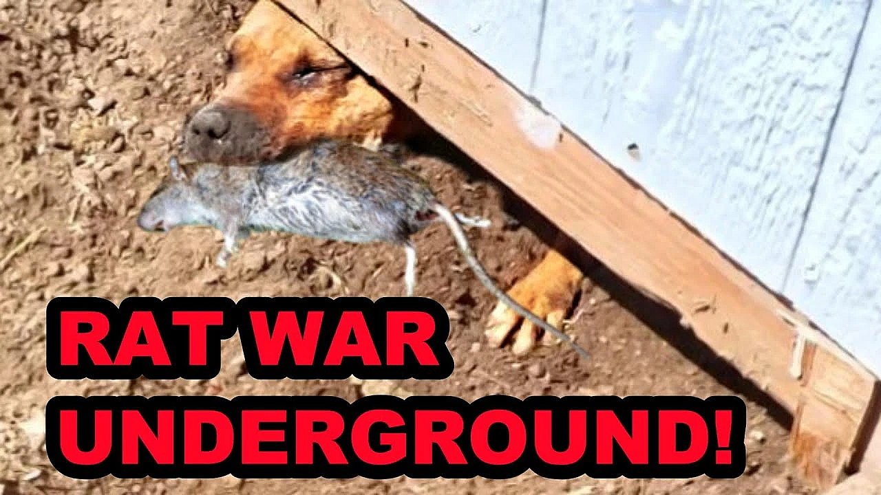 Mink And Dogs Obliderate Back Yard Rat Infestation