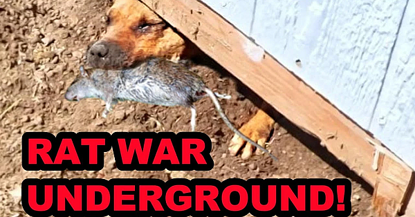 Mink And Dogs Obliderate Back Yard Rat Infestation