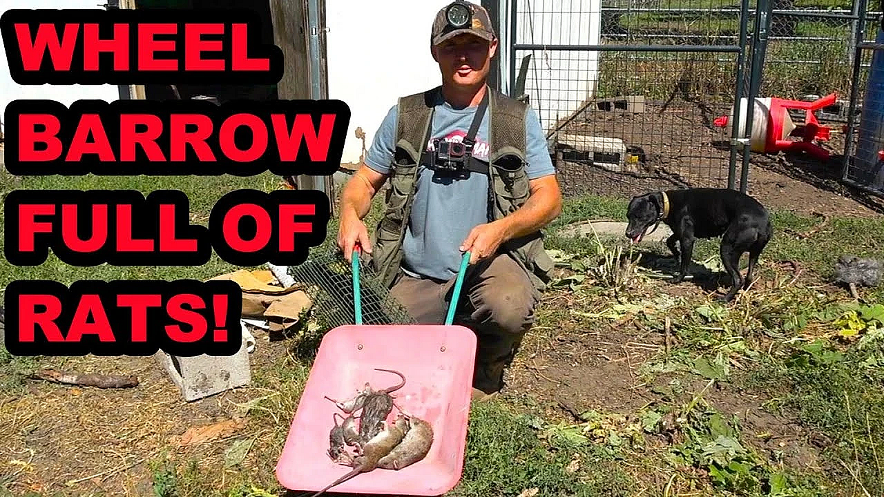 Return Of The Chicken Coop Rats!