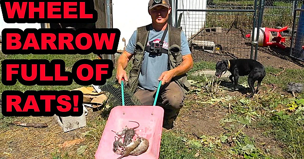 Return Of The Chicken Coop Rats!