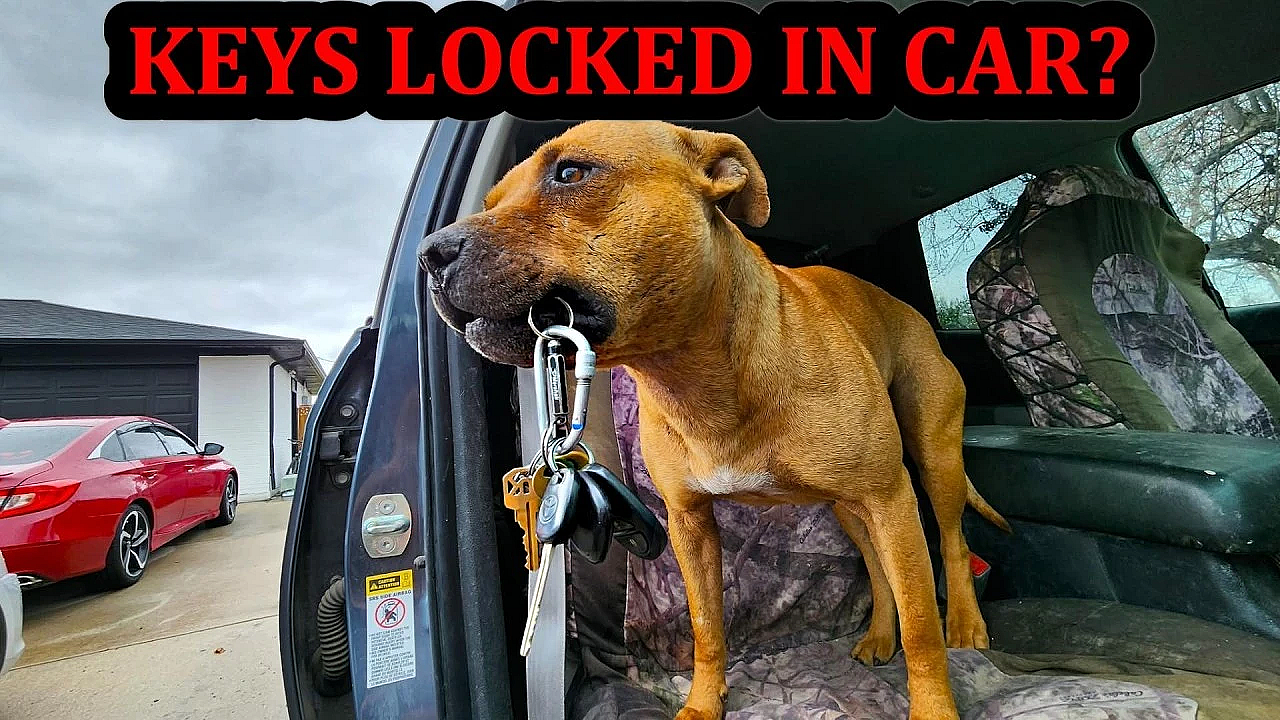 Bindi The Pit Bull Saves The Day When Keys Locked In Car!