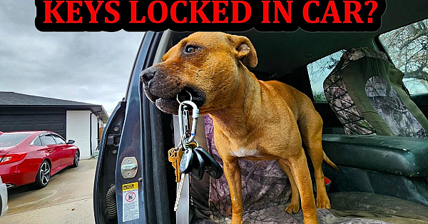Bindi The Pit Bull Saves The Day When Keys Locked In Car!