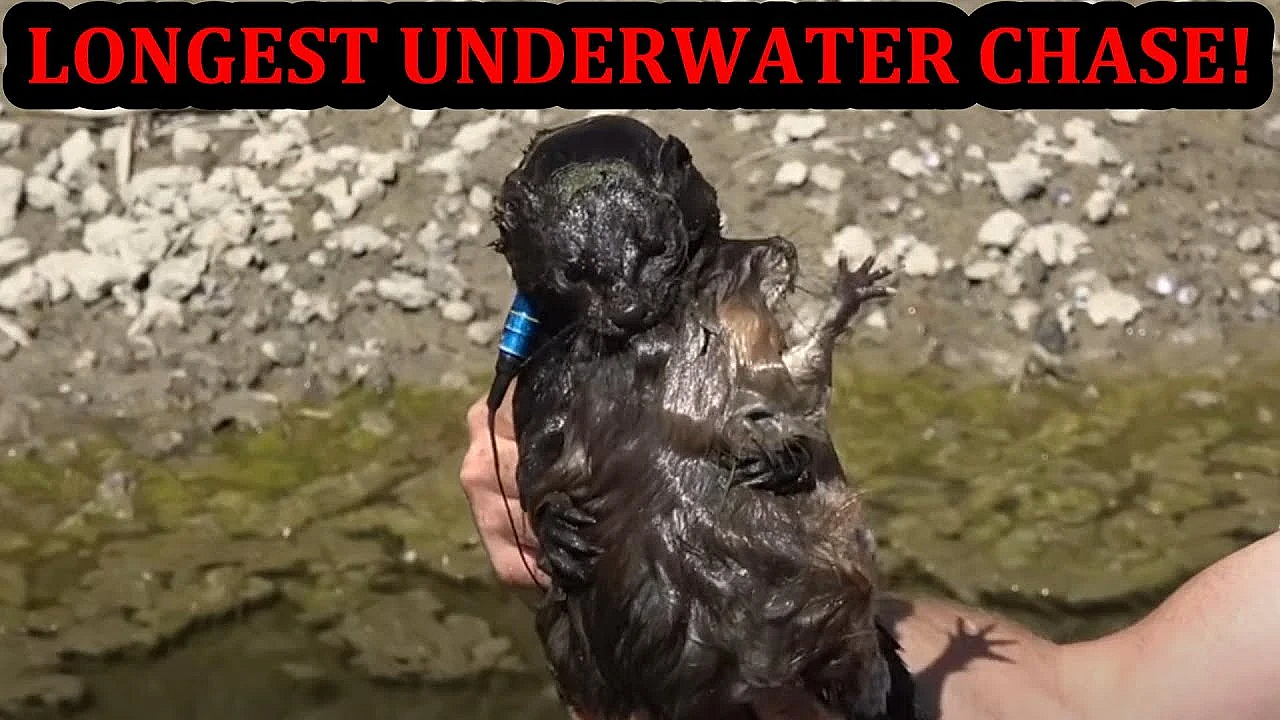 Longest Underwater Muskrat Chase I've Ever Seen! Spark Keeps Getting Better!