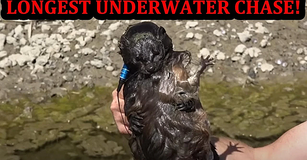 Longest Underwater Muskrat Chase I've Ever Seen! Spark Keeps Getting Better!