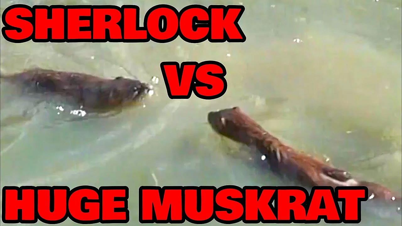 Sherlock Catches A Huge Muskrat!