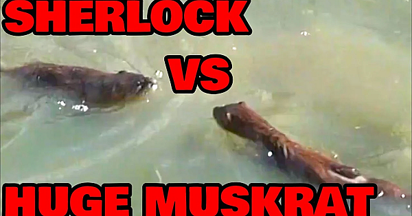 Sherlock Catches A Huge Muskrat!