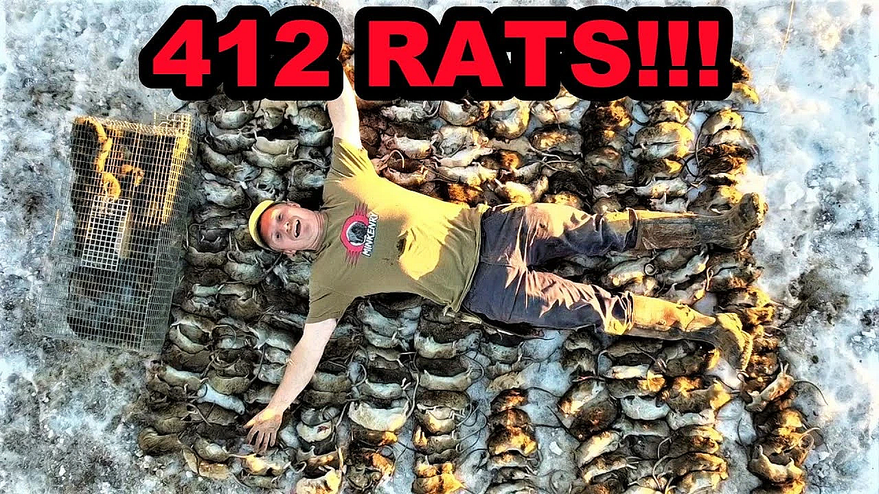Record Breaking 412 Rats Caught With Mink And Dogs!!!
