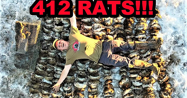 Record Breaking 412 Rats Caught With Mink And Dogs!!!