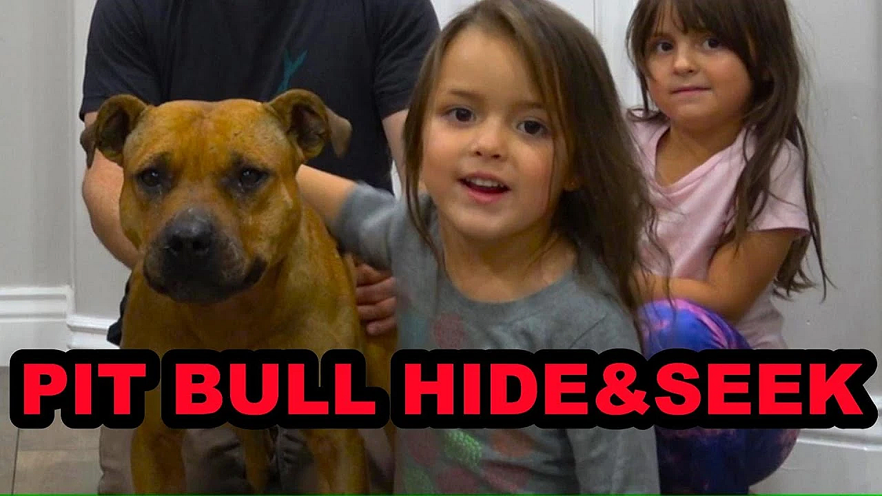 Bindi The Pit Bull Plays Hide And Seek.