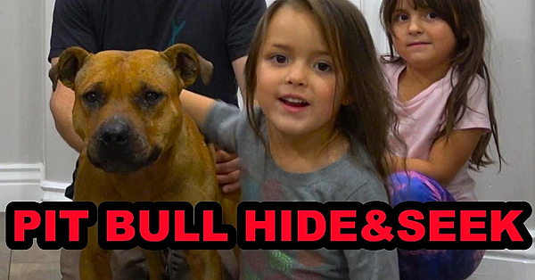 Bindi The Pit Bull Plays Hide And Seek.
