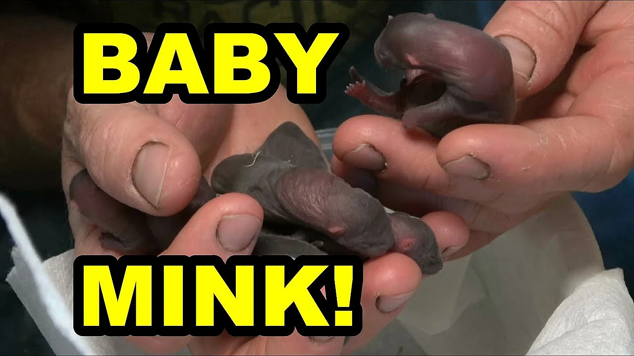1st Litter Of Baby Mink!