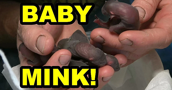 1st Litter Of Baby Mink!