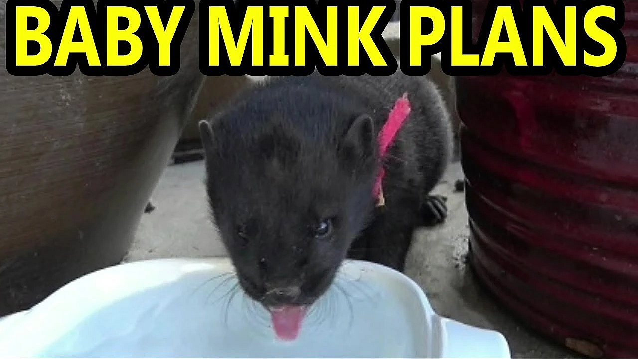 My Plans With All Of My Baby Mink