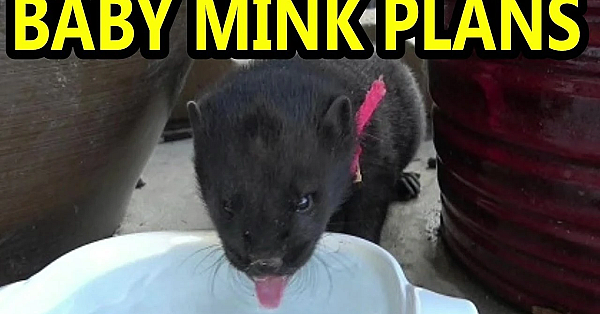 My Plans With All Of My Baby Mink