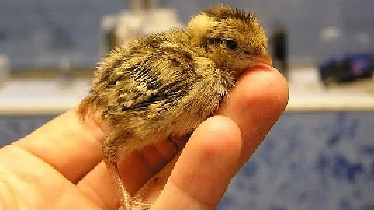 Rescuing An Entire Family Of Quail!