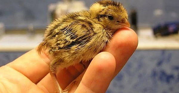 Rescuing An Entire Family Of Quail!