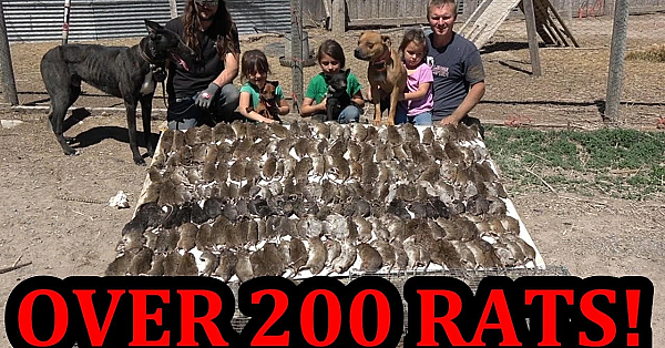 Over 200 Rats In One Day!!!