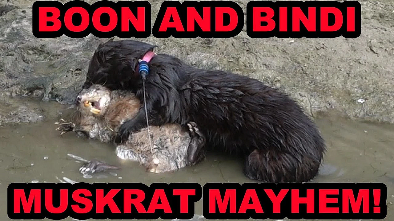 6 Muskrats Caught By Bindi And Boon!