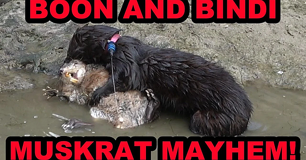 6 Muskrats Caught By Bindi And Boon!