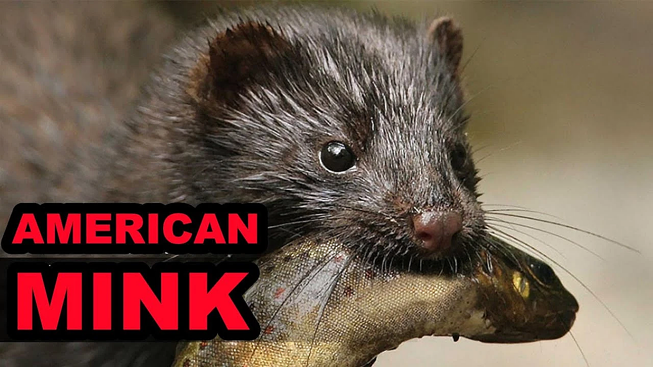 The American Mink: Jack Of All Trades, Master Of One!