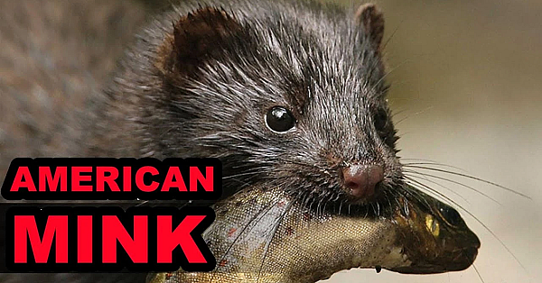 The American Mink: Jack Of All Trades, Master Of One!