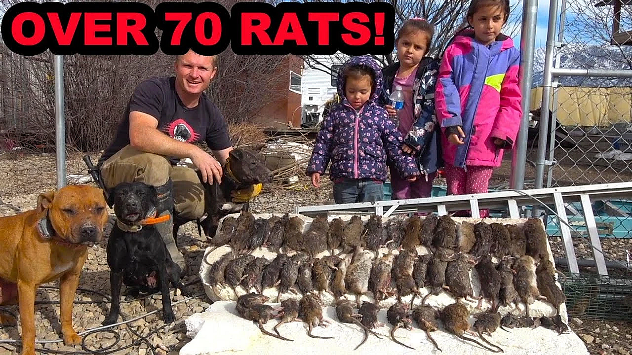 Ratting With Two Pit Bulls At The Same Time?!?!?!