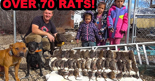 Ratting With Two Pit Bulls At The Same Time?!?!?!