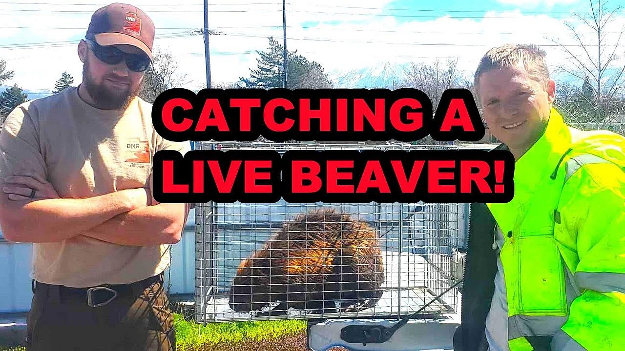 Catching A Live Beaver!