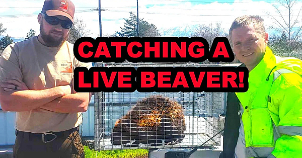 Catching A Live Beaver!