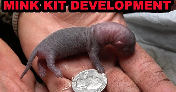 Mink Kit Development: Days 1-39