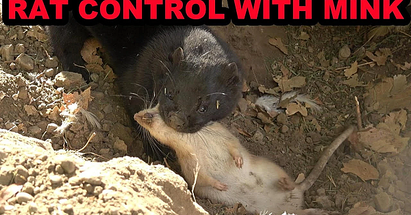 A Pile Of Rats In An Immaculately Clean Yard.